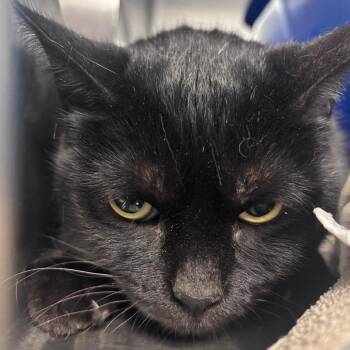 Duchess -  Domestic Short Hair Cat for Adoption in Indianapolis, Indiana - Duchess | PetCurious