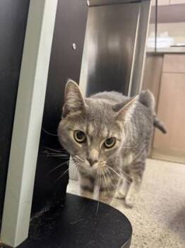 Alice -  Domestic Short Hair Cat for Adoption in Fishers, Indiana - Alice | PetCurious