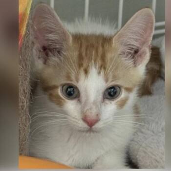 Waffle -  Domestic Short Hair Cat for Adoption in New York, New York - Waffle | PetCurious