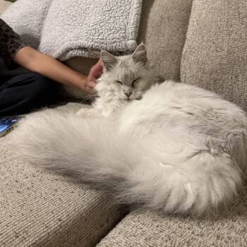Pharra-COURTESY POST -  Maine Coon and Domestic Long Hair Cat for Adoption in Greenwich Township, New Jersey - Pharra-COURTESY POST | PetCurious