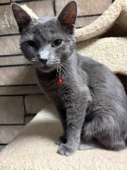 Rescue Russian Blue and Domestic Short Hair Cats for Adoption in Ballwin, Missouri - Betty | PetCurious