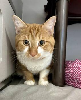 Domestic Short Hair Cats Available for Adoption in Kalamazoo, Michigan - STRAWBERRY | PetCurious