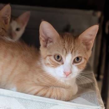 Groot -  Domestic Short Hair Cat for Adoption in Raleigh, North Carolina - Groot | PetCurious