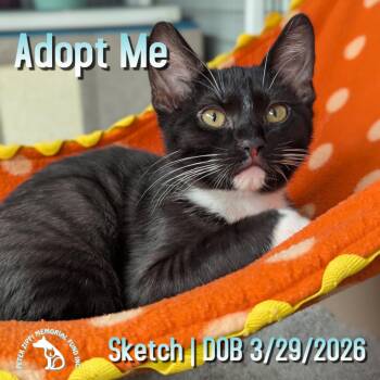 Sketch -  Tuxedo and Domestic Short Hair Cat for Adoption in Hermosa Beach, California - Sketch | PetCurious