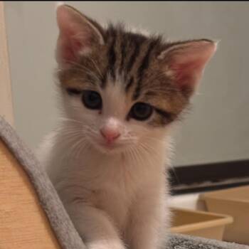 Nilla -  Domestic Short Hair Cat for Adoption in Franklin, Tennessee - Nilla | PetCurious
