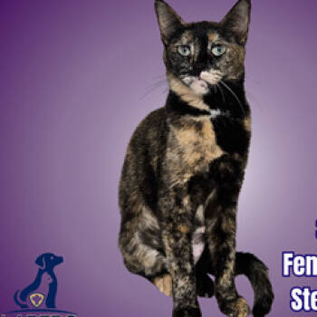 Rescue Domestic Short Hair Cats for Adoption in Austin, Texas - Sally | PetCurious