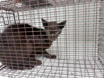 A657975 -  Domestic Short Hair Cat for Adoption in Houston, Texas - A657975 | PetCurious