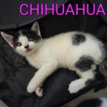 Chihuahua -  Domestic Short Hair Cat for Adoption in Bentonville, Arkansas - Chihuahua | PetCurious