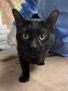 Comet -  Domestic Short Hair Cat for Adoption in San Antonio, Texas - Comet | PetCurious