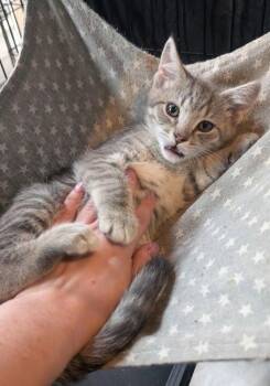 American Shorthair Cats Available for Adoption in Pikesville, Maryland - Mickey | PetCurious