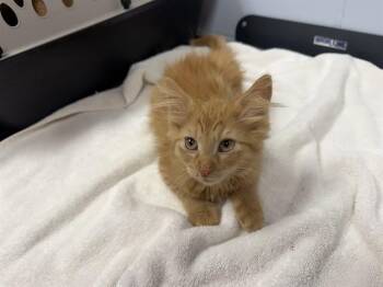 COOPER -  Domestic Medium Hair Cat for Adoption in Ames, Iowa - COOPER | PetCurious