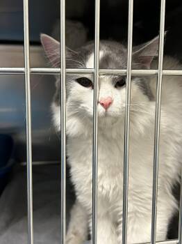 Domestic Medium Hair Cats Available for Adoption in Burlington, Iowa - Quill | PetCurious