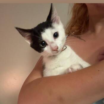 Orange Creamsicle -  Tuxedo Cat for Adoption in Wanaque, New Jersey - Orange Creamsicle | PetCurious