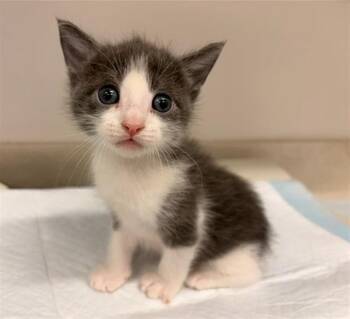 BUDGIE -  Domestic Short Hair Cat for Adoption in Baytown, Texas - BUDGIE | PetCurious