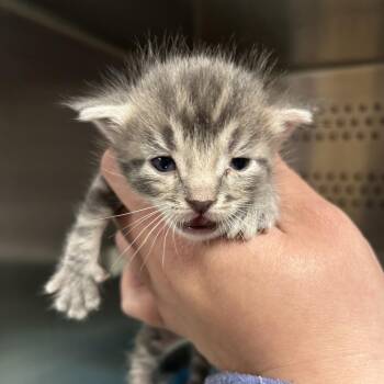 Domestic Short Hair Cats Available for Adoption in Saint Joseph, Missouri - Ginger | PetCurious