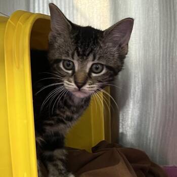 Domestic Short Hair Cats Available for Adoption in Manhattan, Kansas - Kotozakura | PetCurious