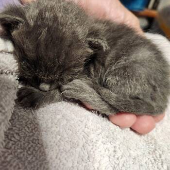 B - Freedom -  Domestic Short Hair Cat for Adoption in Arizona City, Arizona - B - Freedom | PetCurious