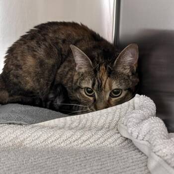 Juno -  Domestic Short Hair Cat for Adoption in Asheville, North Carolina - Juno | PetCurious