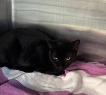 Rescue Domestic Short Hair Cats for Adoption in Sanford, Florida - Muffin | PetCurious