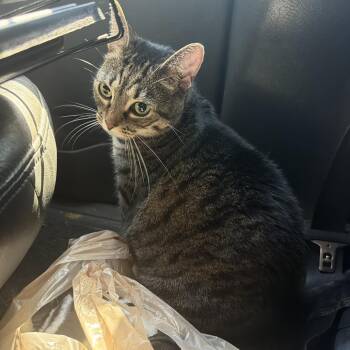Gloria -  Domestic Short Hair Cat for Adoption in Greensboro, North Carolina - Gloria | PetCurious