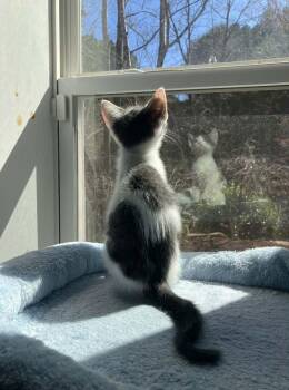 Domestic Short Hair Cats Available for Adoption - Riley | PetCurious