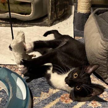 Rocky Road -  Domestic Short Hair Cat for Adoption in East Hanover, New Jersey - Rocky Road | PetCurious