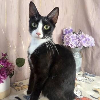 Odessa -  Domestic Short Hair Cat for Adoption in Long Beach, Mississippi - Odessa | PetCurious