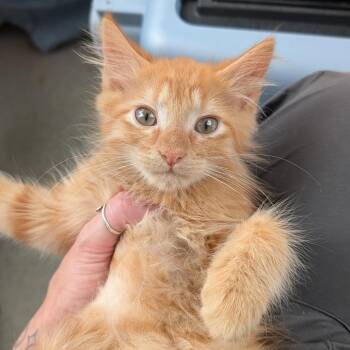 Drip -  Domestic Medium Hair Cat for Adoption in Biltmore Forest, North Carolina - Drip | PetCurious