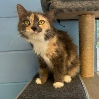 Mazie -  Domestic Medium Hair Cat for Adoption in Bethel, Connecticut - Mazie | PetCurious