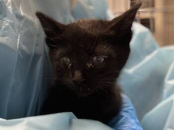 MELEE -  Domestic Short Hair Cat for Adoption in Pueblo, Colorado - MELEE | PetCurious