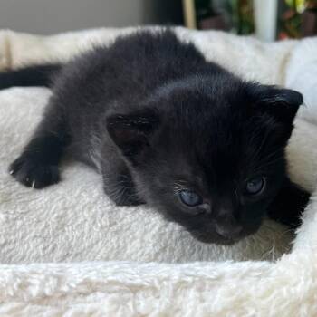 Snowball II -  Domestic Short Hair Cat for Adoption in Wilmington, Delaware - Snowball II | PetCurious