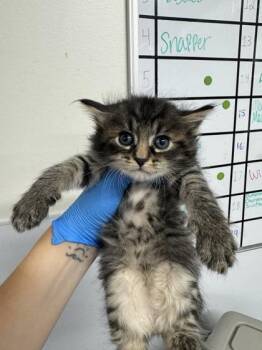 Frill -  Domestic Short Hair Cat for Adoption in West Chester, Pennsylvania - Frill | PetCurious
