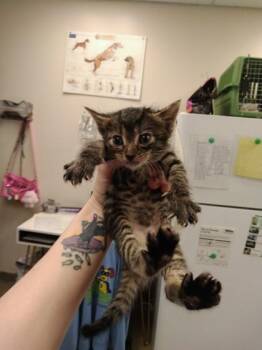 Domestic Short Hair Cats Available for Adoption in Palm Coast, Florida - Clark Kent | PetCurious