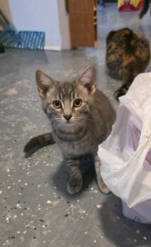 Poppy (Pickles 1) -  Domestic Short Hair Cat for Adoption in Miami, Oklahoma - Poppy (Pickles 1) | PetCurious