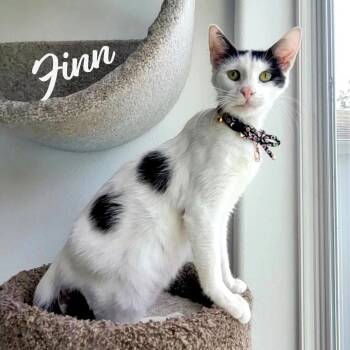 Turkish Van and Domestic Short Hair Cats Available for Adoption in Houston, Texas - Finn #nose-kisser | PetCurious