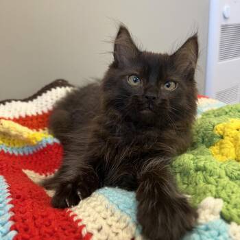 Amane -  Domestic Medium Hair Cat for Adoption in Puslinch, Ontario - Amane | PetCurious