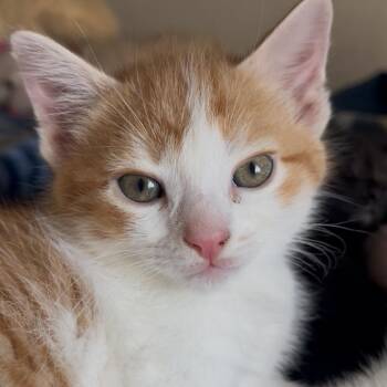 Domestic Short Hair Cats Available for Adoption in La Grange, Kentucky - Joey | PetCurious