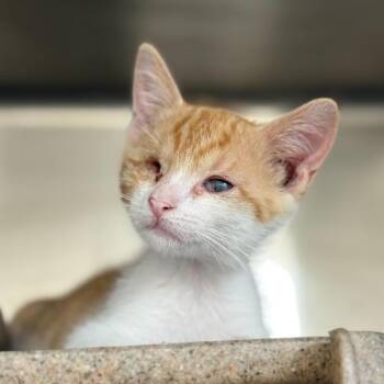Buttercream -  Domestic Short Hair Cat for Adoption in San Antonio, Texas - Buttercream | PetCurious