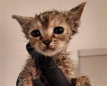 Domestic Short Hair Cats Available for Adoption in Fort Lauderdale, Florida - A2476111 | PetCurious