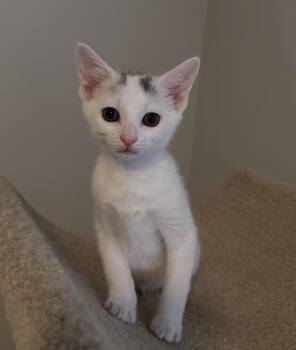 Stamford Bottle Baby: Cove -  Domestic Short Hair Cat for Adoption - Stamford Bottle Baby: Cove | PetCurious