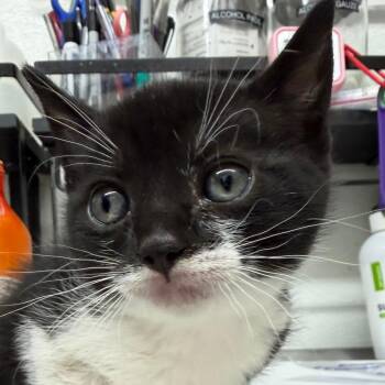 LILY KITTEN7 -  Domestic Short Hair Cat for Adoption in Richmond, California - LILY KITTEN7 | PetCurious