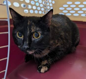 Fawn -  Domestic Short Hair Cat for Adoption in Des Moines, Iowa - Fawn | PetCurious