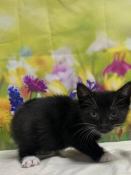 Domestic Short Hair Cats Available for Adoption in San Antonio, Texas - Quinn Fabray | PetCurious