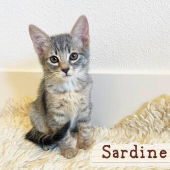 Sardine -  Domestic Short Hair Cat for Adoption in Orangevale, California - Sardine | PetCurious