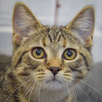 Monet -  Tabby and Domestic Short Hair Cat for Adoption in Huntley, Illinois - Monet | PetCurious