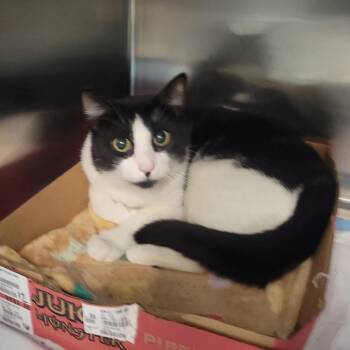 Invisi Billy -  Domestic Short Hair Cat for Adoption in Westminster, California - Invisi Billy | PetCurious