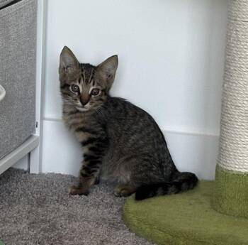 Justin -  Domestic Short Hair Cat for Adoption in Raleigh, North Carolina - Justin | PetCurious