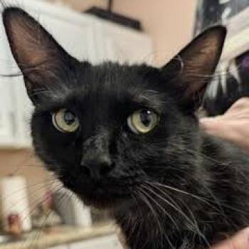 Amy Matthews -  Domestic Long Hair Cat for Adoption in Green Valley, Arizona - Amy Matthews | PetCurious