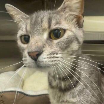 Domestic Short Hair Cats Available for Adoption - Tempest | PetCurious