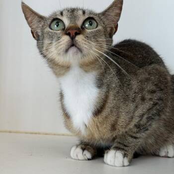 American Shorthair Cats Available for Adoption in Portland, Texas - Chewy | PetCurious